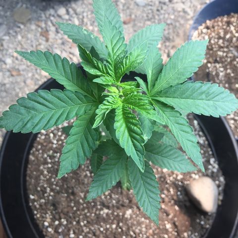 Gorilla glue #4 growlog timeline photo