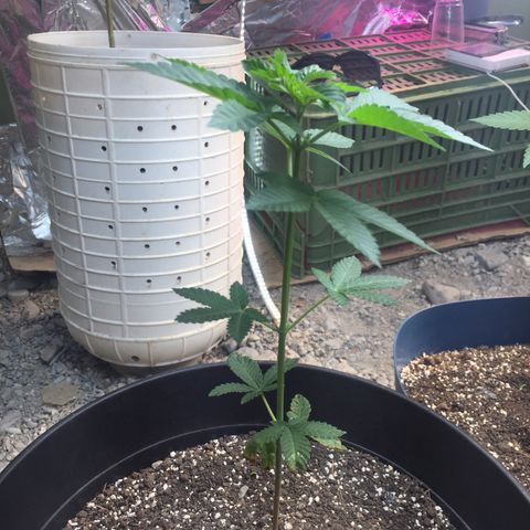 Gorilla glue #4 growlog timeline photo