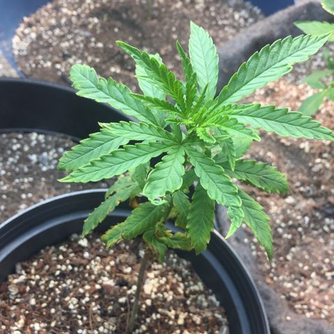 Sour Diesel#2 growlog timeline photo