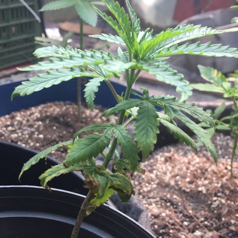 Sour Diesel#2 growlog timeline photo