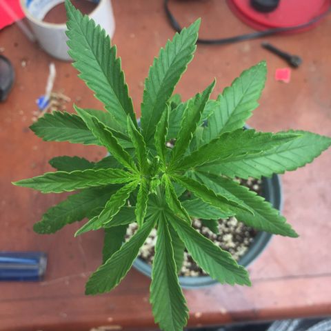Sour Diesel#2 growlog timeline photo