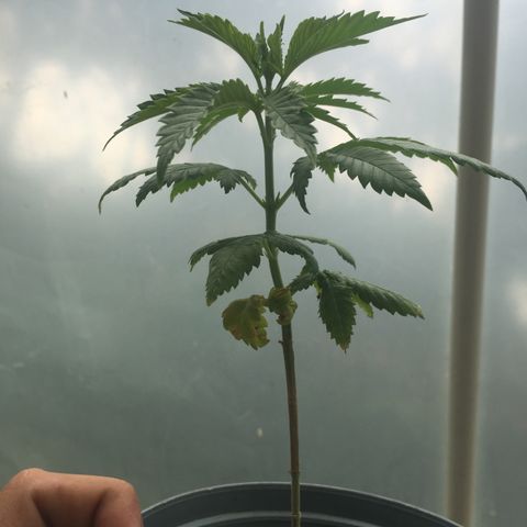 Sour Diesel#2 growlog timeline photo