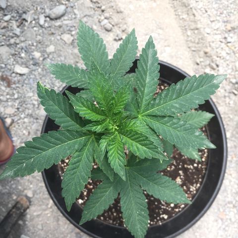 Gorilla glue #4 growlog timeline photo