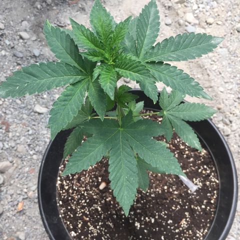 Gorilla glue #4 growlog timeline photo