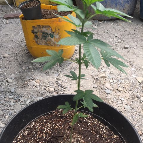Gorilla glue #4 growlog timeline photo
