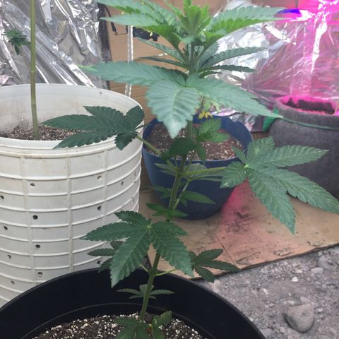 Gorilla glue #4 growlog timeline photo