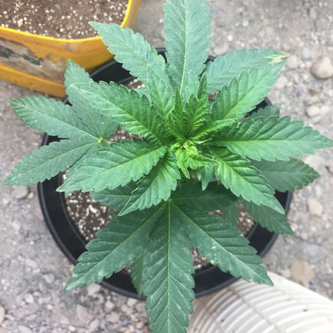 Gorilla glue #4 growlog timeline photo