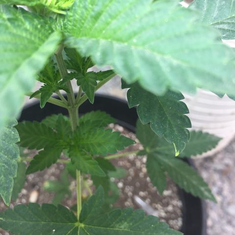 Gorilla glue #4 growlog timeline photo