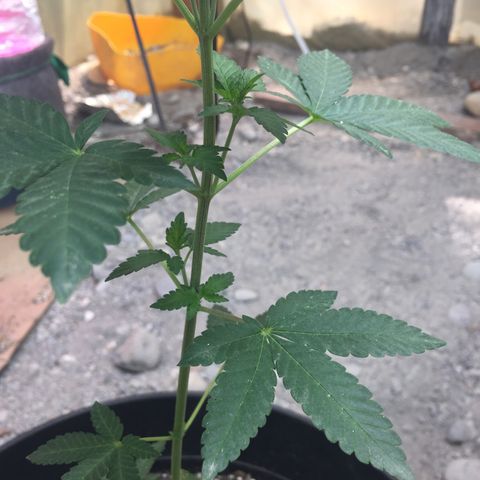 Gorilla glue #4 growlog timeline photo