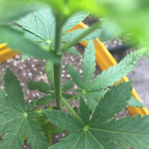 Sour Diesel#2 growlog timeline photo