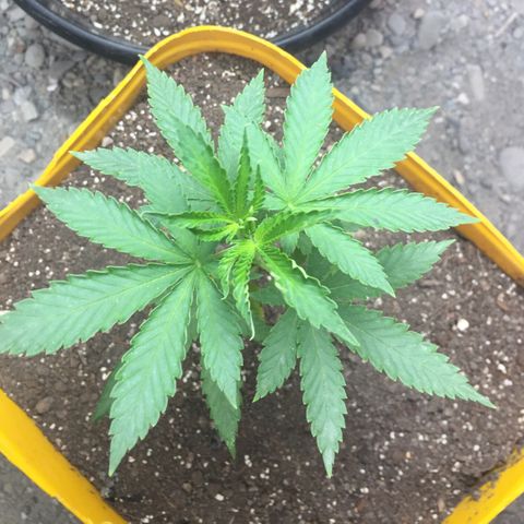 Sour Diesel#2 growlog timeline photo
