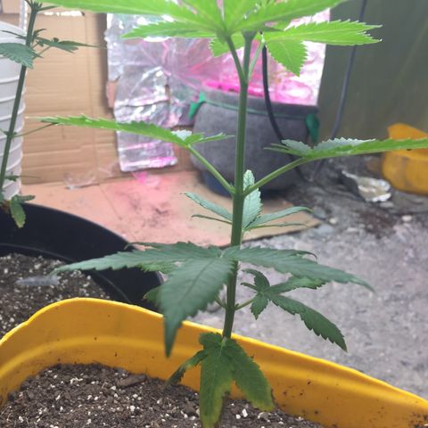 Sour Diesel#2 growlog timeline photo