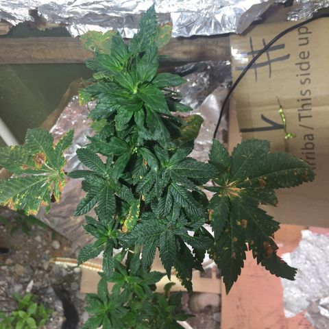 White widow growlog timeline photo