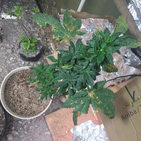 White widow growlog timeline photo
