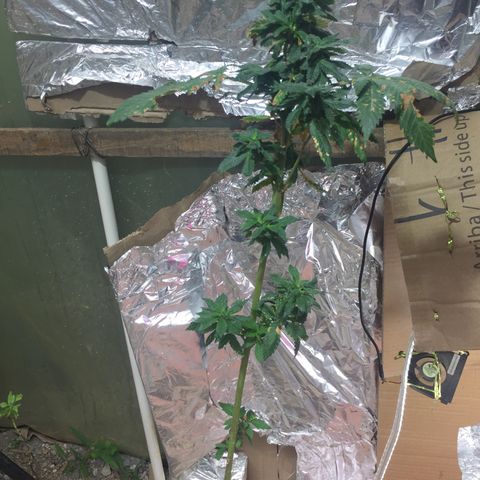 White widow growlog timeline photo