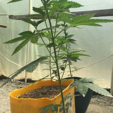 Gorilla glue #4 growlog timeline photo