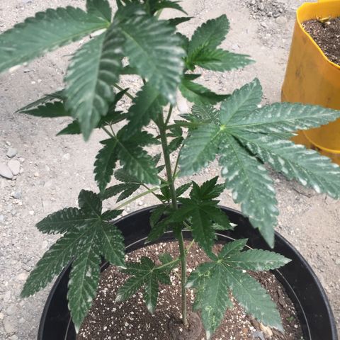 Gorilla glue #4 growlog timeline photo
