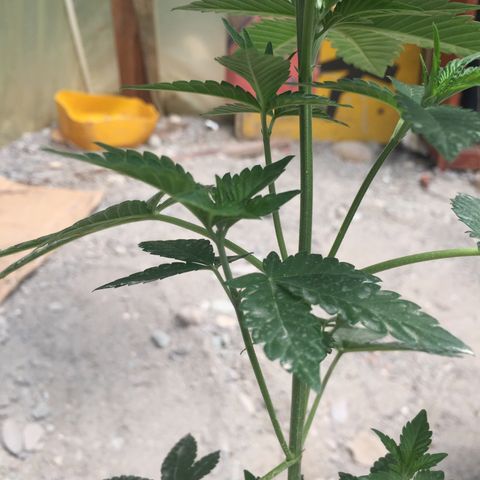 Gorilla glue #4 growlog timeline photo