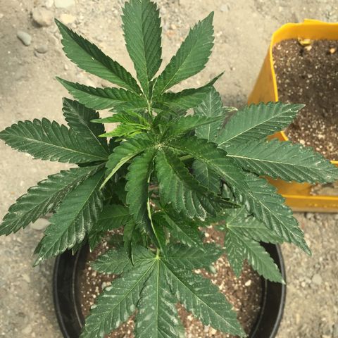 Gorilla glue #4 growlog timeline photo