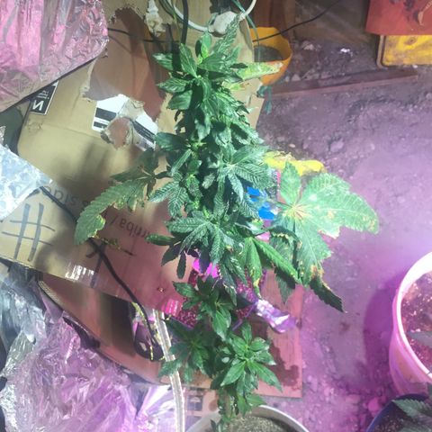 White widow growlog timeline photo