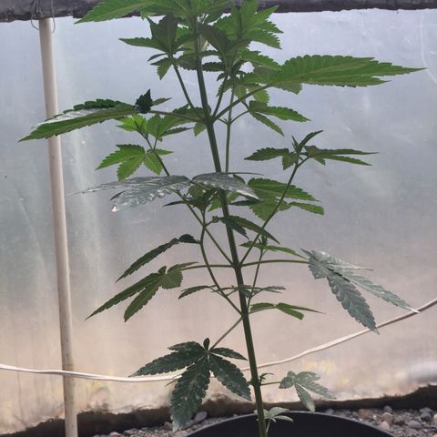 Gorilla glue #4 growlog timeline photo