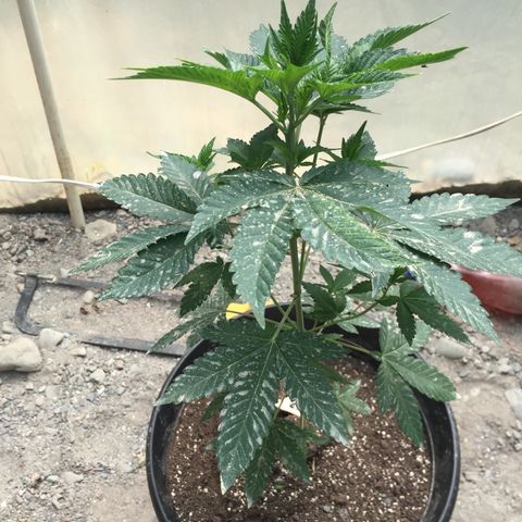 Gorilla glue #4 growlog timeline photo