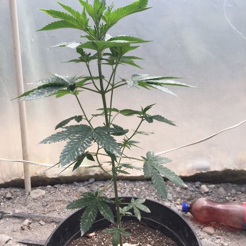 Gorilla glue #4 growlog timeline photo