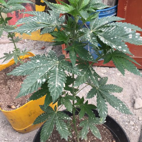 Gorilla glue #4 growlog timeline photo