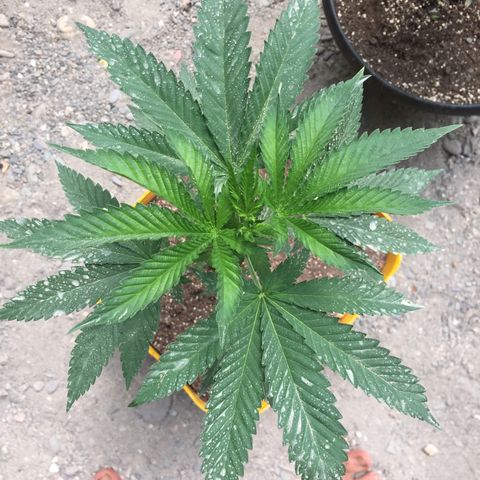 Sour Diesel#2 growlog timeline photo