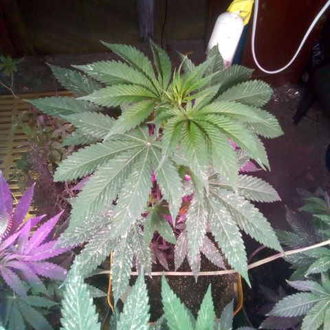 Sour Diesel#2 growlog timeline photo