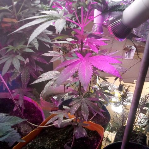 Sour Diesel#2 growlog timeline photo
