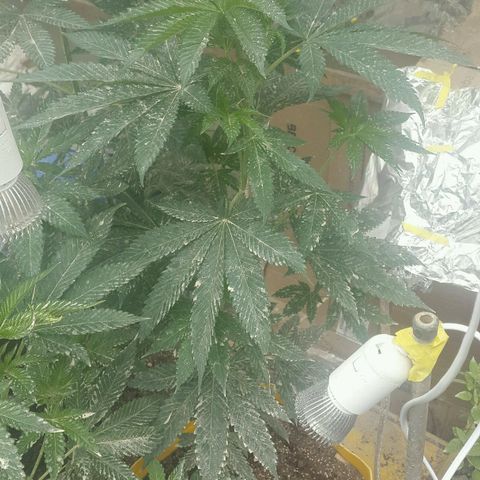 Sour Diesel#2 growlog timeline photo