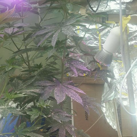Sour Diesel#2 growlog timeline photo
