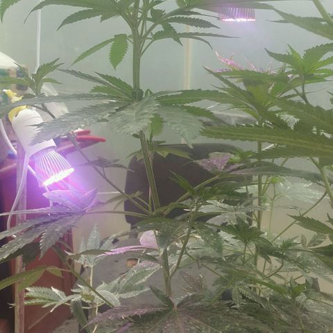 Sour Diesel#2 growlog timeline photo