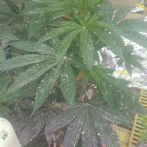 Sour Diesel#2 growlog timeline photo