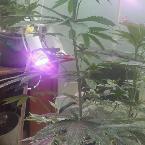 Sour Diesel#2 growlog timeline photo