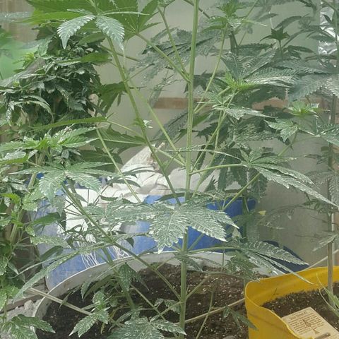 Gorilla glue #4 growlog timeline photo