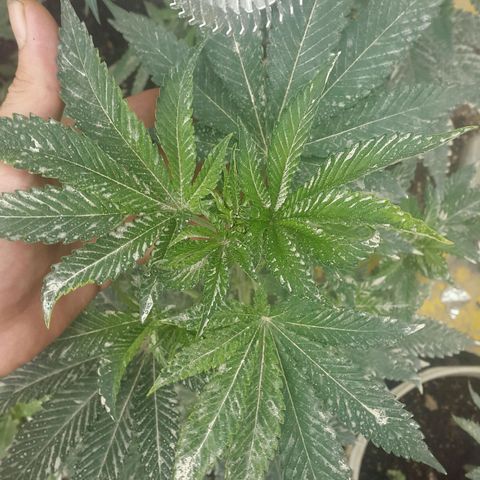 Gorilla glue #4 growlog timeline photo