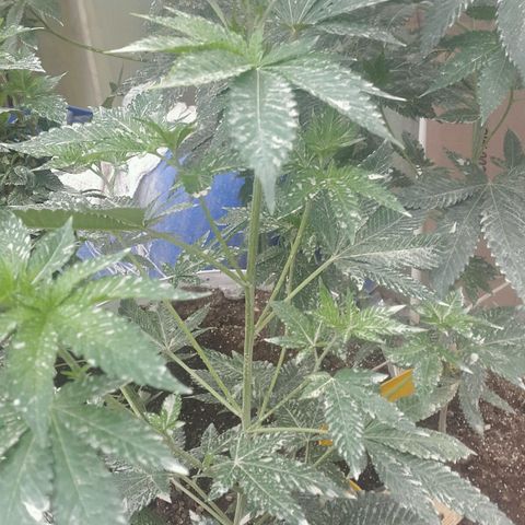 Gorilla glue #4 growlog timeline photo