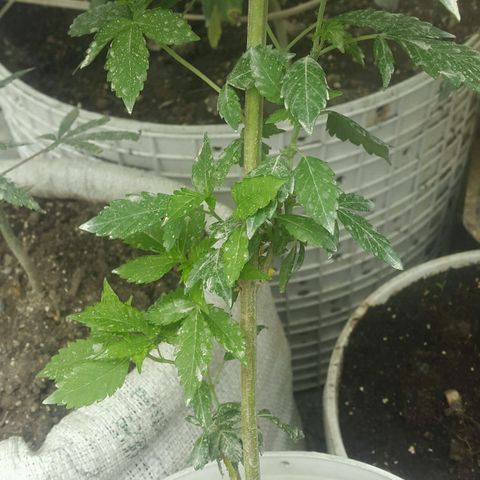 White widow growlog timeline photo