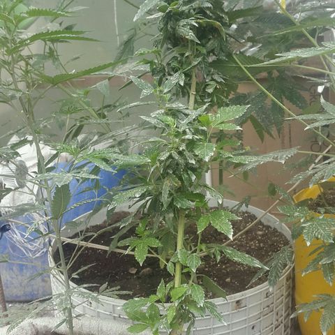 White widow growlog timeline photo