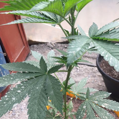 Sour Diesel#2 growlog timeline photo