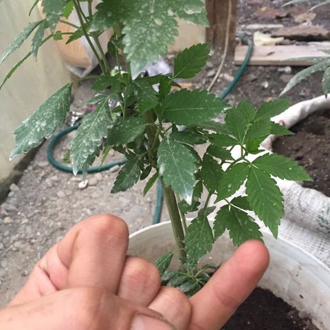 White widow growlog timeline photo
