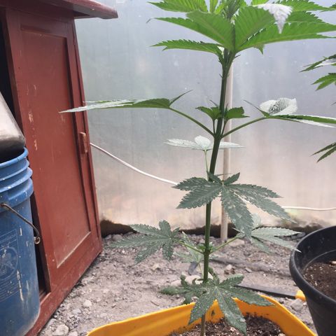 Sour Diesel#2 growlog timeline photo