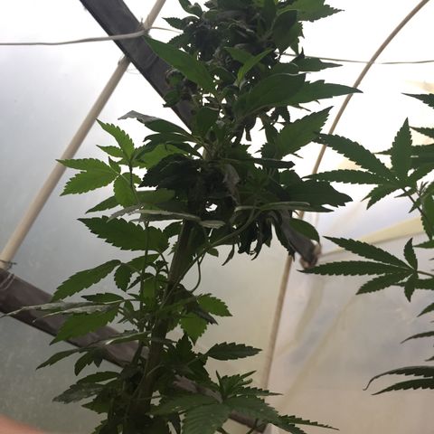 White widow growlog timeline photo