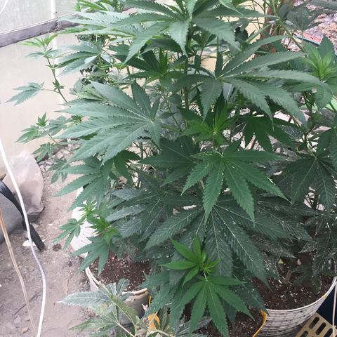 Sour Diesel#2 growlog timeline photo
