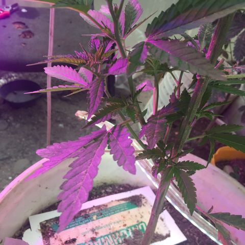 Genética desconocida growlog timeline photo