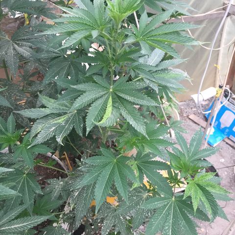 Gorilla glue #4 growlog timeline photo