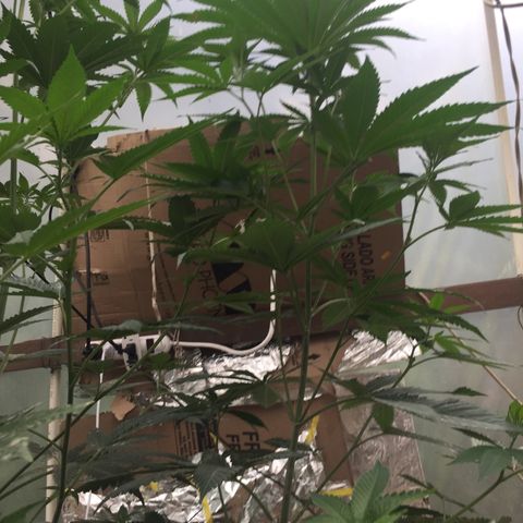 Sour Diesel#2 growlog timeline photo