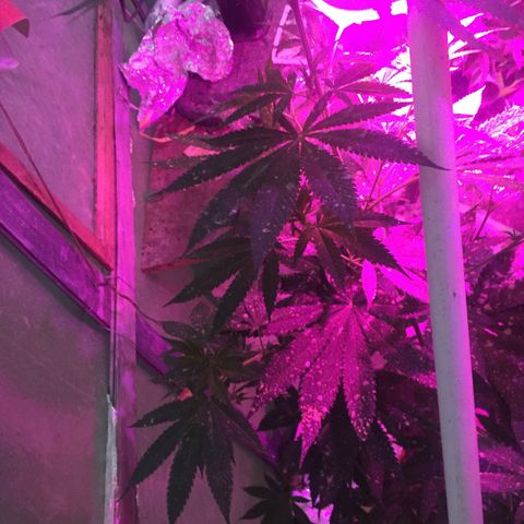 Sour Diesel#2 growlog timeline photo